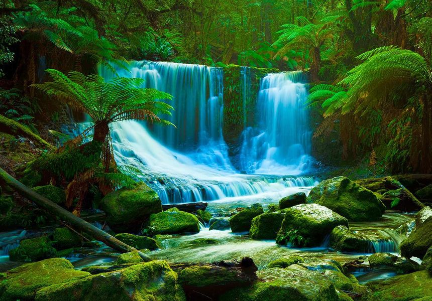 Daintree Rainforest, Australia