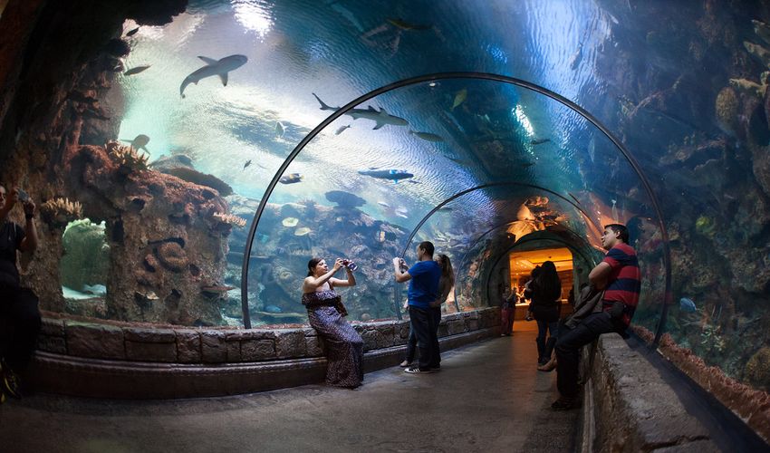 Shark Reef Aquarium at Mandala Bay