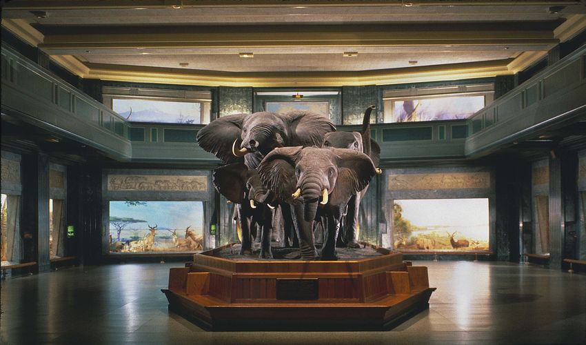 American Museum Of Natural History