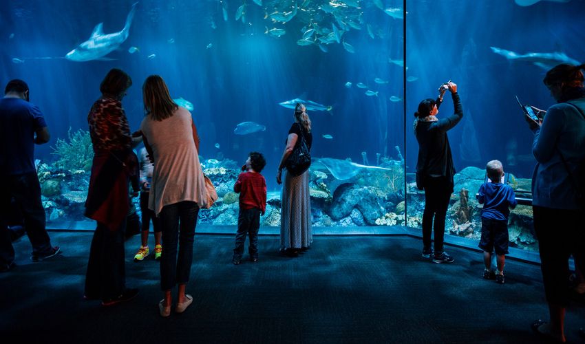 Shedd Aquarium