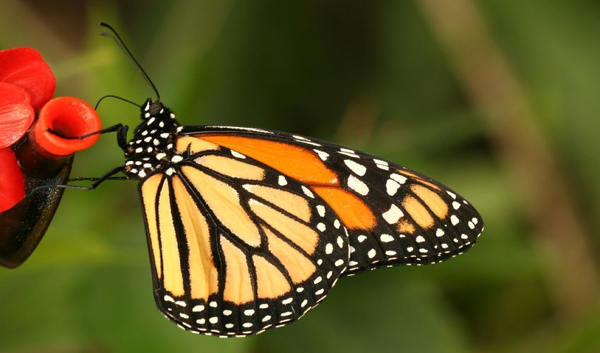 Jardin des Papillons