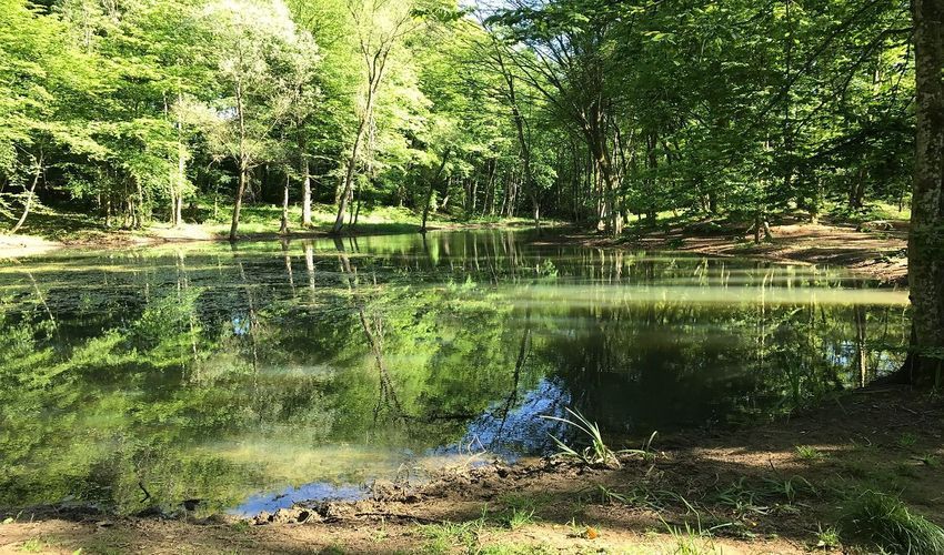 Nature Reserve Ellergronn