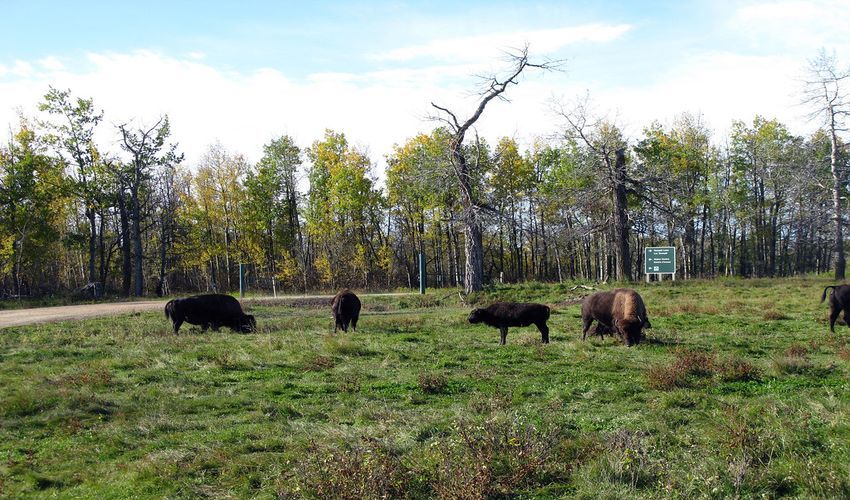 Elk Island National Park