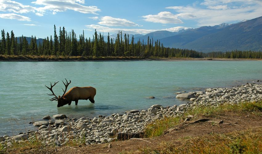 Elk National Park