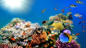 Top 20 Aquariums and Marine Parks in Australia