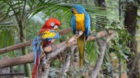 Australia’s Top 20 Zoos and Wildlife Exhibition Centers