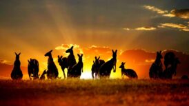 Top Outback Safari Destinations in Australian