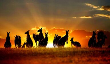 Top Outback Safari Destinations in Australian